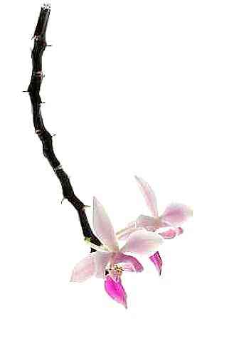 Phalaenopsis equestris